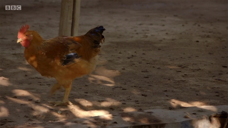 BBC The Story Of China E05 The Last Empire